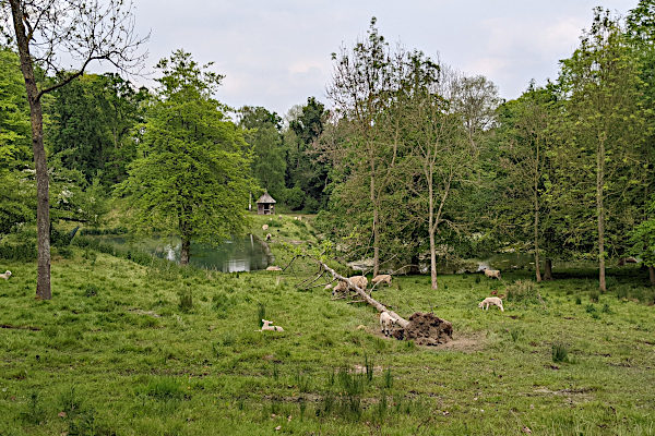 Sheep at Cornwell Manor May 2024